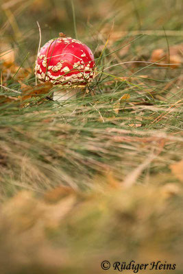 Amanita muscaria (Fliegenpilz), 24.10.2020