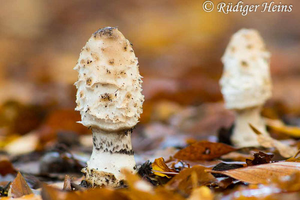 Schopf-Tintling (Coprinus comatus), 29.10.2023 - Pentacon 300mm f/4