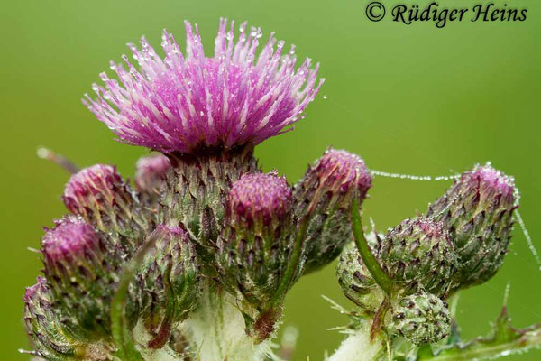 Cirsium palustre (Sumpf-Kratzdistel), 6.6.2010