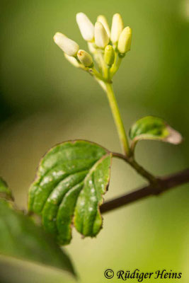 Cornus sanguinea (Roter Hartriegel), 16.6.2021