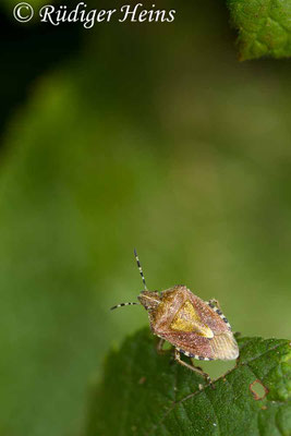 Dolycoris baccarum (Beerenwanze)