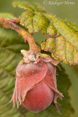 Corylus avellana (Gemeine Haselnuss), 14.7.2022