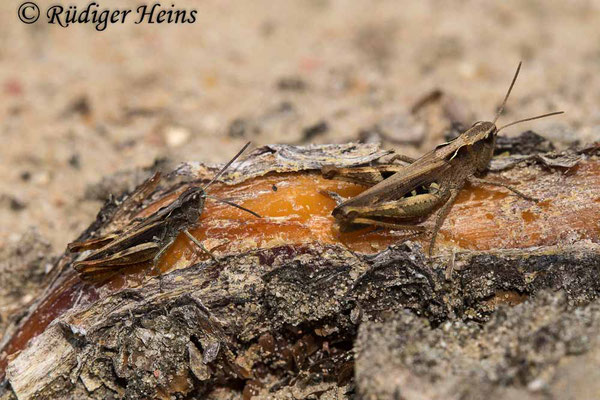 Chorthippus vagans (Steppengrashüpfer) Männchen und Weibchen, 23.8.2021