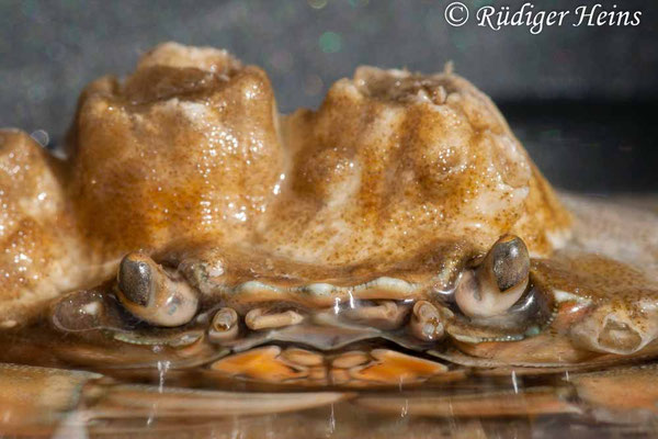 Carcinus maenas (Gemeine Strandkrabbe)