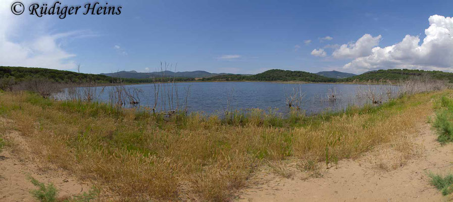 Orthetrum trinacria (Langer Blaupfeil) Fortpflanzungshabitat, 24.6.2018 (Panorama aus 4 Fotos)