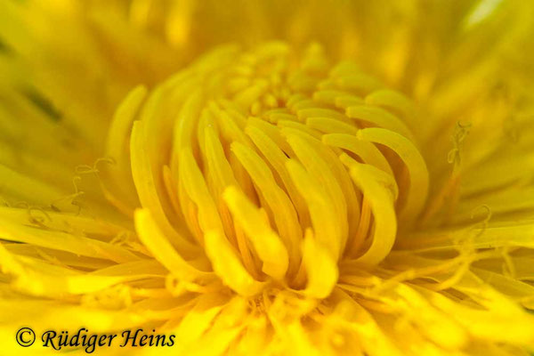 Taraxacum officinale (Gewöhnlicher Löwenzahn)