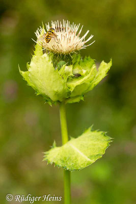 Cirsium oleraceum (Kohl-Kratzdistel), 19.8.2015