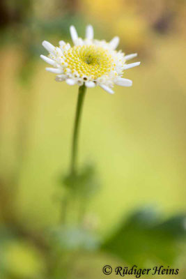 Tanacetum parthenium (Mutterkraut)