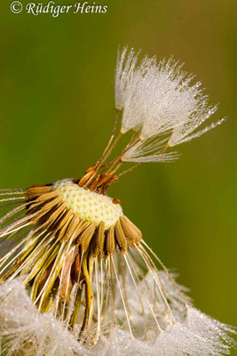 Taraxacum officinale (Gewöhnlicher Löwenzahn)