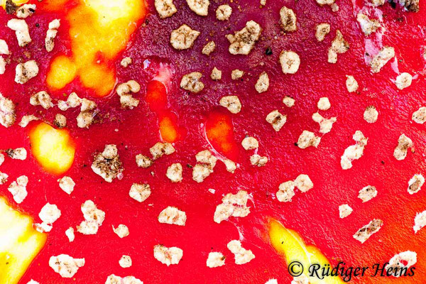 Amanita muscaria (Fliegenpilz), 20.10.2012