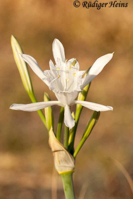 Pancratium maritimum (Dünen-Trichternarzisse oder Strandlilie), 13.7.2011