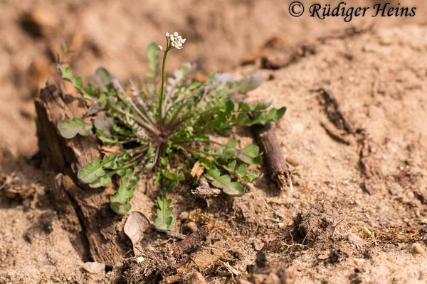 Teesdalia nudicaulis (Nacktstängeliger Bauernsenf), 30.5.2020