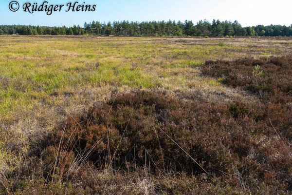 Omocestus haemorrhoidalis (Rotleibiger Grashüpfer) Habitat in Niedersachsen, 2.9.2018