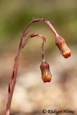 Tussilago farfara (Huflattich)