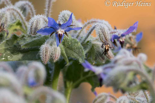 Borretsch (Borago officinalis), 3.11.2021 - Telezoom 150-600mm f/5-6,3