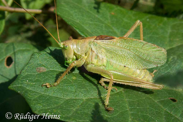 Tettigonia cantans (Zwitscherheupferd) Männchen, 19.8.2019