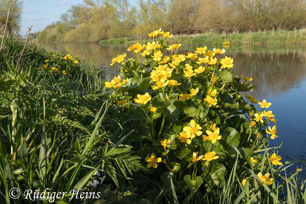 Caltha palustris (Sumpfdotterblume), 27.4.2022