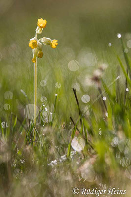 Primula veris (Echte Schlüsselblume), 4.5.2023