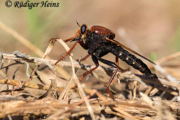 Asilus barbarus Männchen