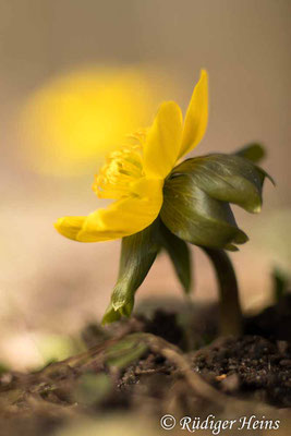 Winterling (Eranthis hyemalis), 22.2.2021