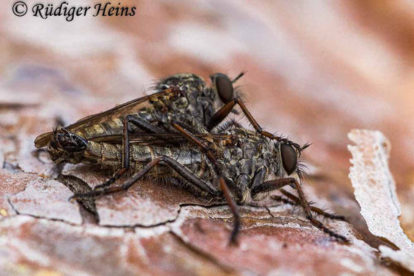 Tolmerus atricapillus (Gemeine Raubfliege) Paarung, 28.9.2014