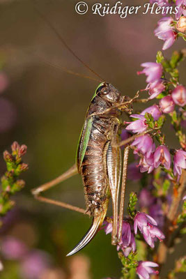 Metrioptera brachyptera (Kurzflügelige Beißschrecke) Weibchen, 21.9.2017