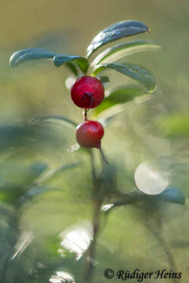 Vaccinium vitis-idaea (Preiselbeere), 12.11.2022