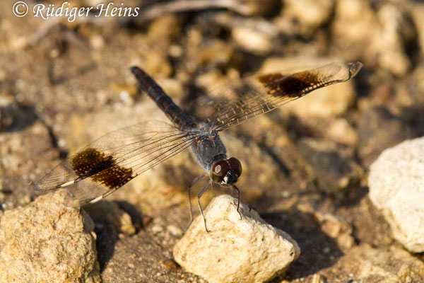 Brachythemis impartita (Treuer Kurzpfeil) Männchen, 23.6.2018