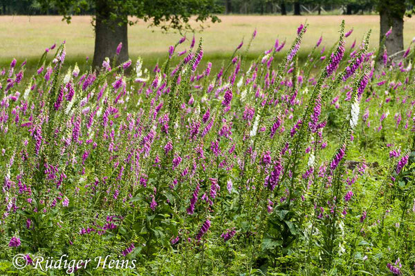 Digitalis purpurea (Roter Fingerhut), 2.7.2020