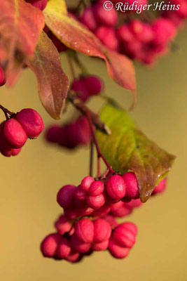 Euonymus europaeus (Europäisches Pfaffenhütchen), 26.9.2021