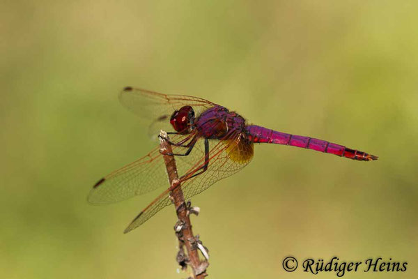 Trithemis annulata (Violetter Sonnenzeiger) Männchen