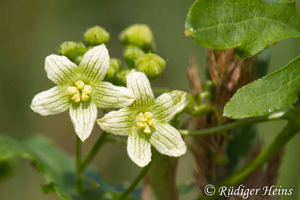 Bryonia alba (Weiße Zaunrübe), 16.7.2018