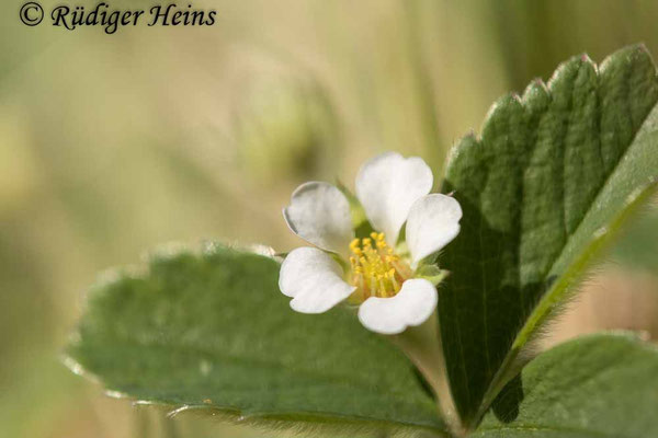 Potentilla sterilis (Erdbeer-Fingerkraut)