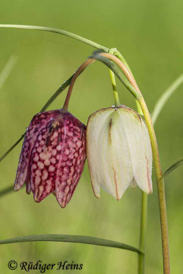 Fritillaria meleagris (Schachblume), 1.5.2013