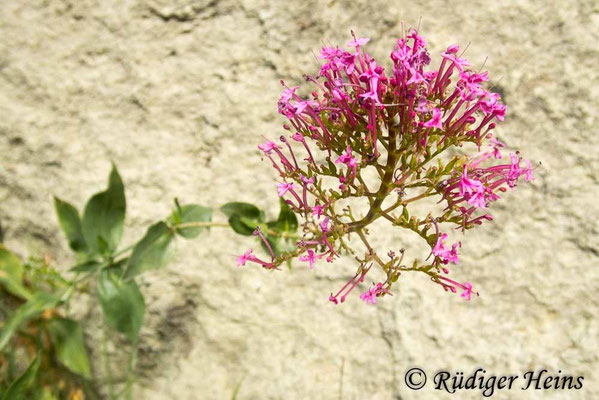 Centranthus ruber, Rote Spornblume