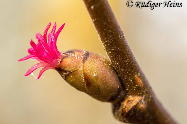 Corylus avellana (Gemeine Haselnuss), 3.3.2017