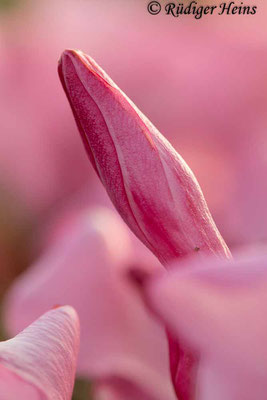 Nerium oleander (Oleander), 25.5.2022