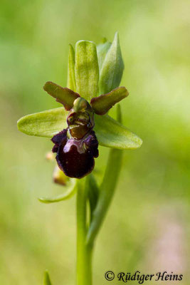 Ophrys sphegodes (Spinnen-Ragwurz), 6.5.2016