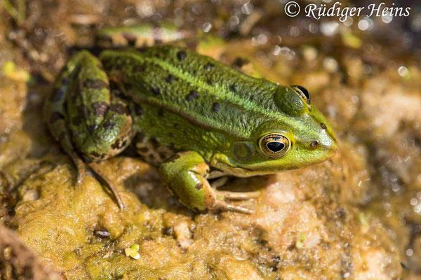 Pelophylax kl. esculentus (Teichfrosch), 26.6.2023