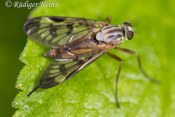 Rhagio scolopaceus (Gemeine Schnepfenfliege), 5.6.2020