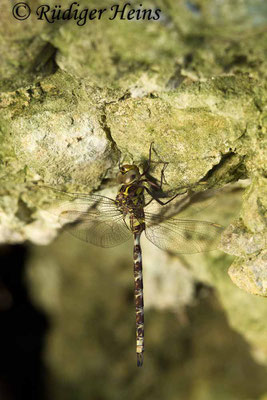 Boyeria irene (Westliche Geisterlibelle) Männchen, 24.6.2017