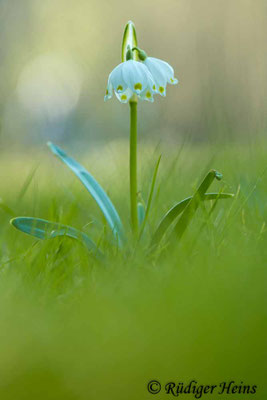 Leucojum vernum (Frühlingsknotenblume oder Märzenbecher)