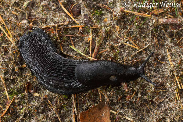 Arion ater (Schwarze Wegschnecke), 10.9.2017