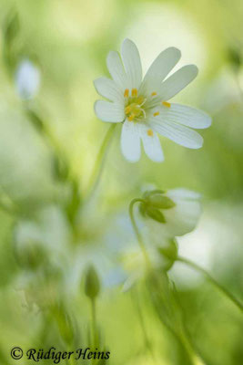 Stellaria holostea, Große Sternmiere