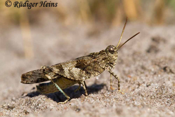 Oedipoda caerulescens (Blauflügelige Ödlandschrecke) Männchen