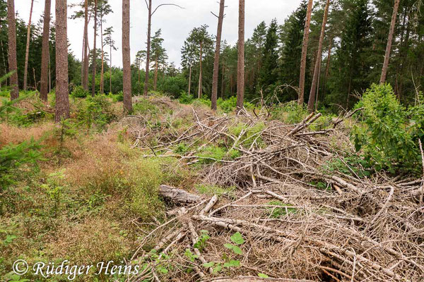 Cyrtopogon lateralis (Kleine Makelfliege) Habitat, 29.6.2020