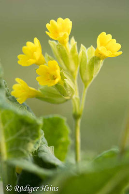 Primula veris (Echte Schlüsselblume), 10.5.2023