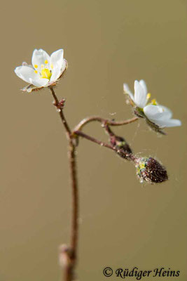 Spergula arvensis (Acker-Spark), 8.5.2020