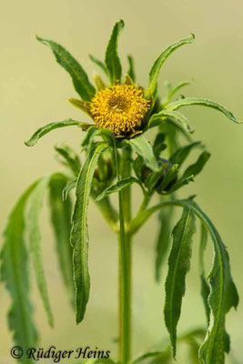 Bidens radiata (Strahliger Zweizahn), 27.8.2024