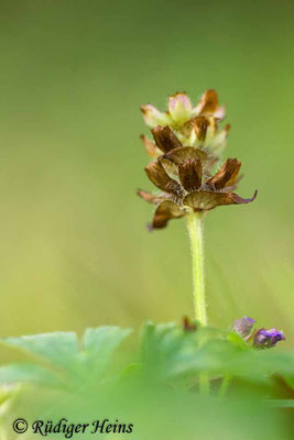 Prunella vulgaris (Gemeine Braunelle), 21.11.2021